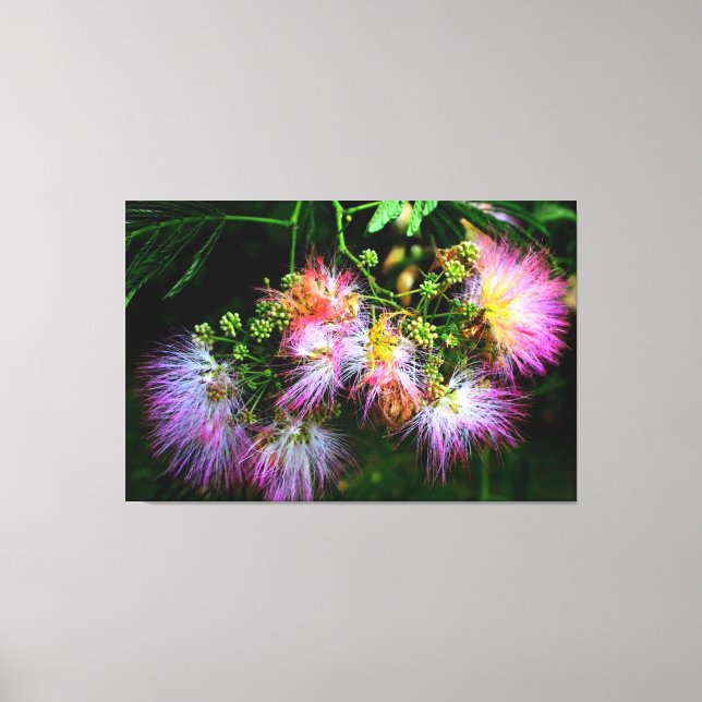 Toile Les fleurs de l'arbre de Mimosa (Recto)