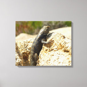 Toile Lézard épineux à dos jaune à Joshua Tree