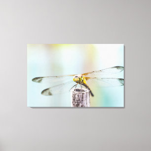 Toile Libellule (infuscatum de Sympetrum)