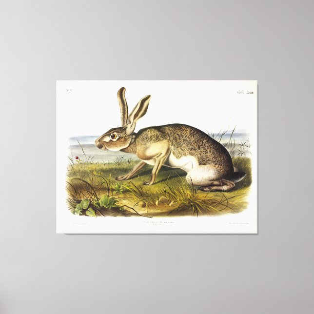 Toile Lièvre texan, Jack lapin à queue noire par Audubon (Recto)