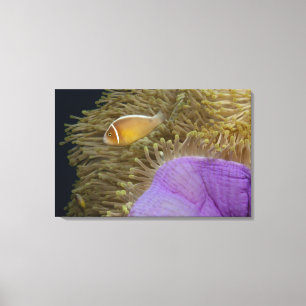 Toile Life sous-marine; POISSON : Poisson clown (rose