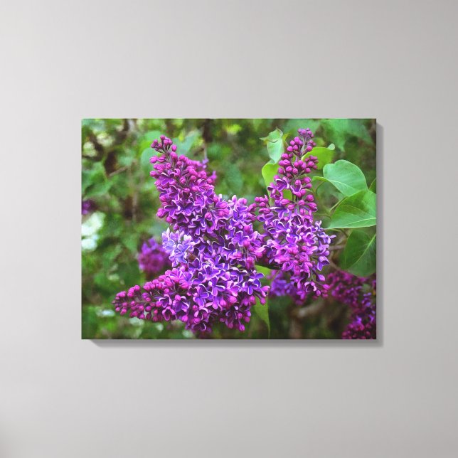 Toile Lilacs pourpres le jour du printemps (Recto)