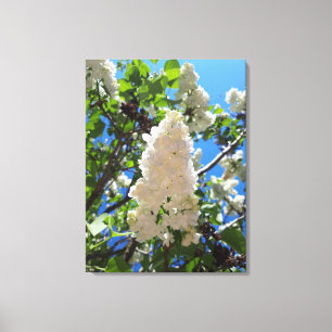 Toile Lilas des jardins , Arbre à fleurs de lilas blanc