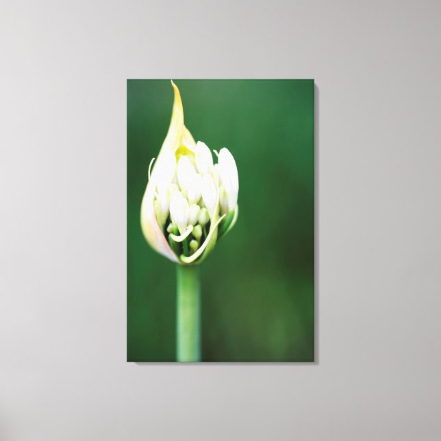 Toile Lily africaine, Praecox d'Agapanthus, Cap (Recto)