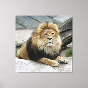 Toile Lion 020