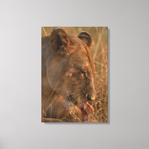 Toile Lion 12