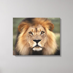 Toile Lion - roi de la jungle