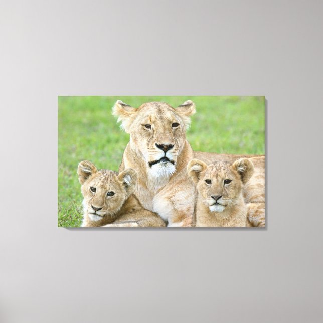 Toile Lioness et deux petits, Afrique de l'Est, Tanzanie (Recto)