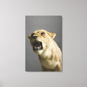 Toile Lionne hurlant 2