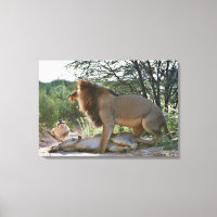 lions se mariant, Panthera leo, Kgalagadi