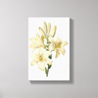 lis blanc (Lilium candidum) par Redouté