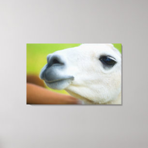 Toile Llama blanche