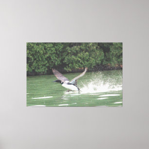 Toile Loon Prêt Pour Le Vol