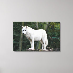 Toile Loup blanc sauvage