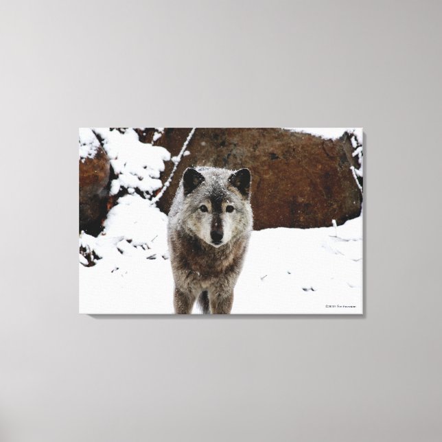 Toile Loup gris en neige (Recto)