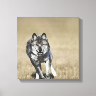 Toile Loup (lupus de Canis) fonctionnant vers