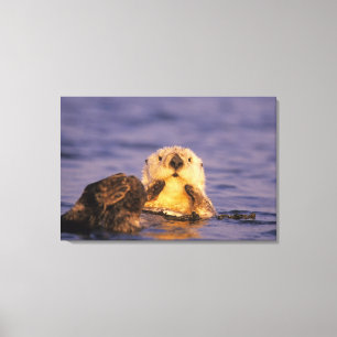 Toile Loutres de mer, Enhydra lutris 5