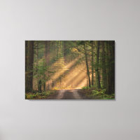 Lumière du soleil à travers la forêt