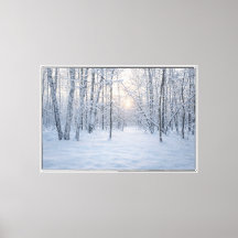 Lumière hivernale dans une forêt de bouleaux tranq