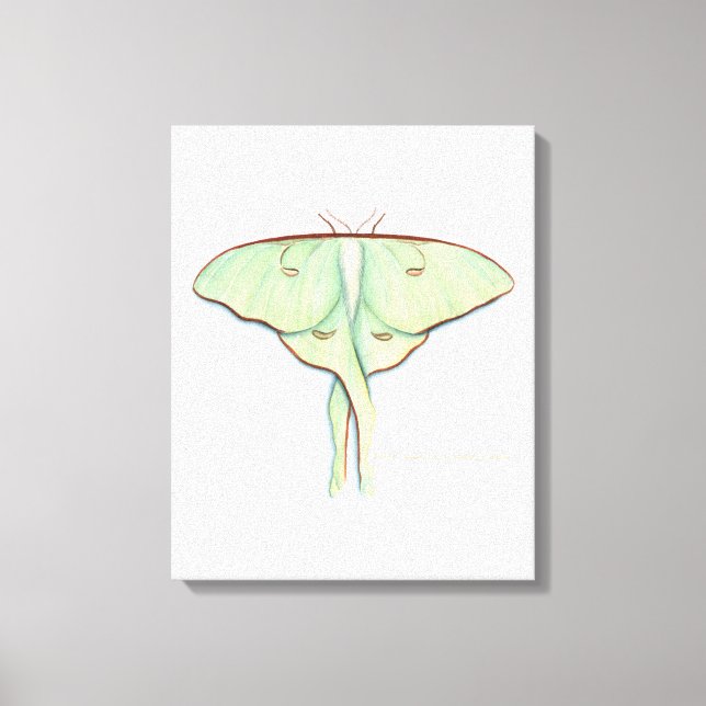 Toile Luna Moth (Recto)