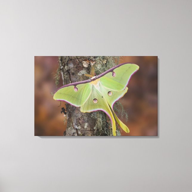 Toile Luna Moth en soie (Recto)