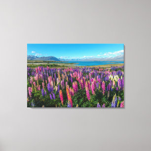 Toile Lupines de Russle au lac Tekapo   Nouvelle Zéland