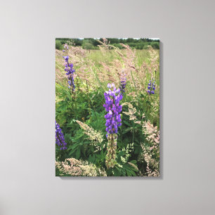 Toile Lupines violettes dans le champ de graminées