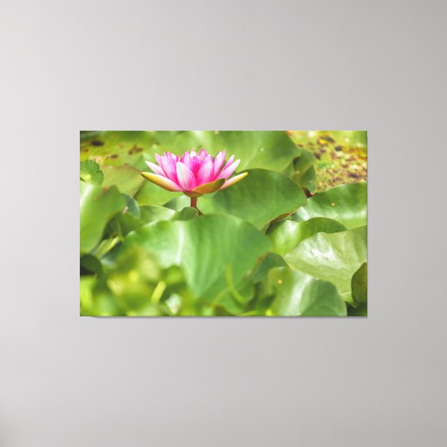 Toile Lys d'eau rose (Recto)
