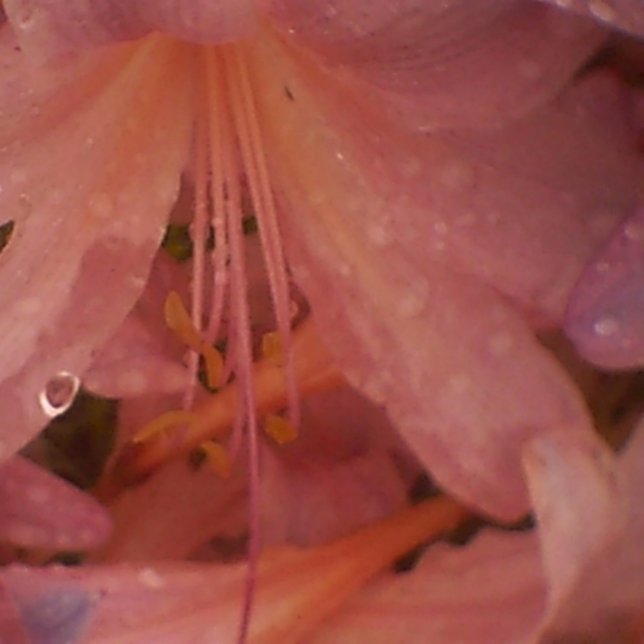 Toile Lys roses dans la pluie (Créateur téléchargé)