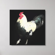 Magnifique Cockerel No 1