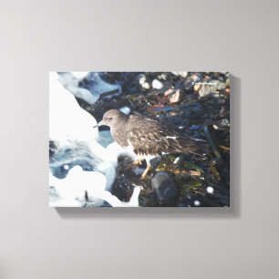 Toile Magnifique écureuil en pierre noire dans le Surf