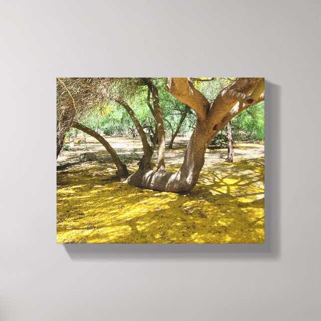 Toile Magnifique Palo Verde Jaune (Recto)