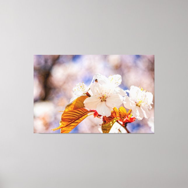Toile Magnifiques fleurs de Sakura par une journée ensol (Recto)