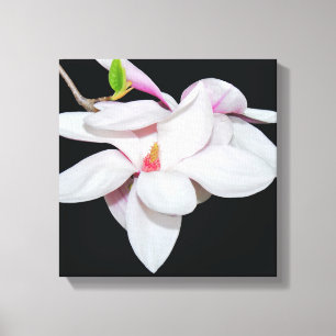 Toile Magnolia blanc