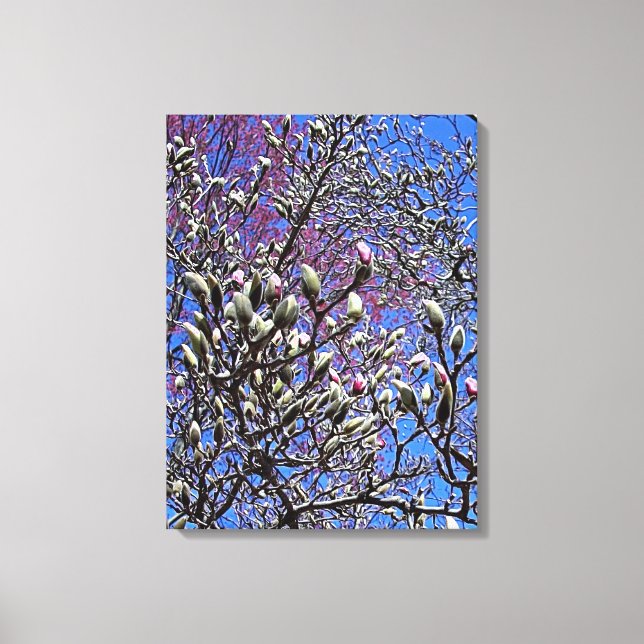 Toile Magnolia, Masse des Ours (Recto)