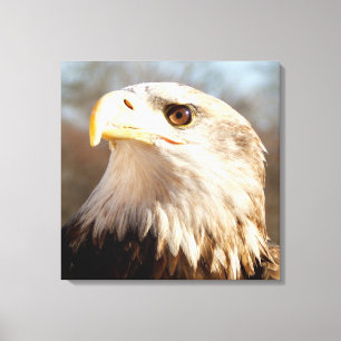 Toile Majestic American Bald Eagle Closeuse