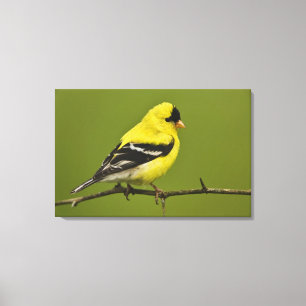 Toile Male American Goldfinch en plumage reproducteur,