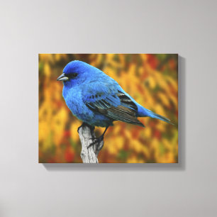 Toile Male Indigo Bunting, Passerina cyanea