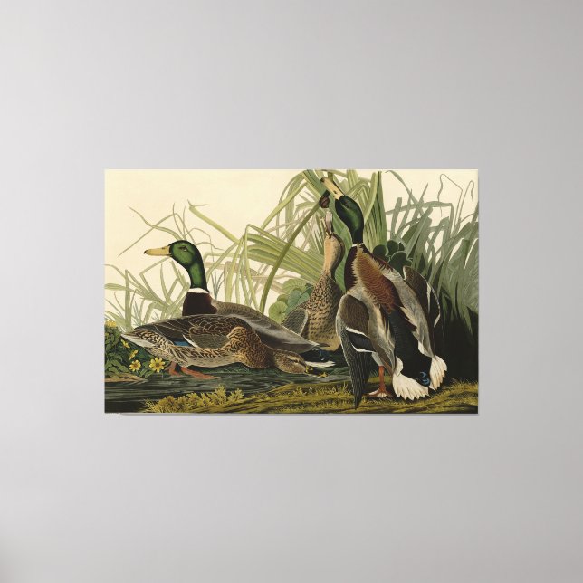 Toile Mallard Duck from Audubon's Birds of America (Recto)