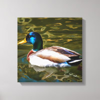Mallard Duck Portrait Artistique