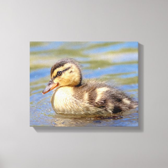 Toile Mallard Duckling (Recto)