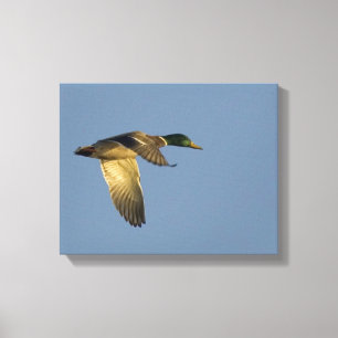 Toile Mallard Flying in Open Sky Wrapped Canvas Imprimer