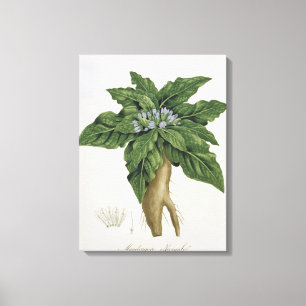 Toile Mandragora Officinarum de 'Phytographie Medicale
