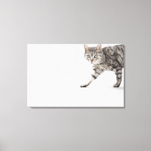 Toile Marche de chat