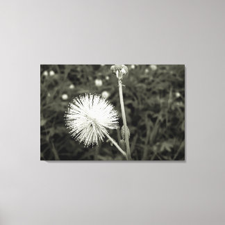 Toile Maria-fecha-a-porta - p&b