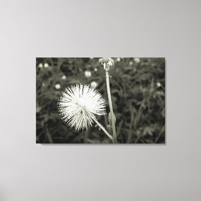 Toile Maria-fecha-a-porta - p&b (Recto)