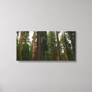 Toile Mariposa Grove dans le parc national de Yosemite