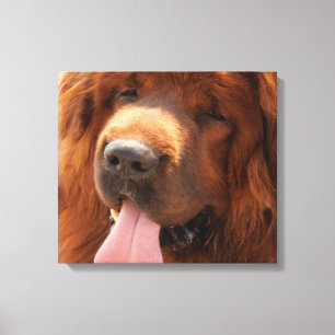 Toile Mastiff tibétain