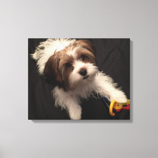Toile Max le Parti Yorkie (Recto)
