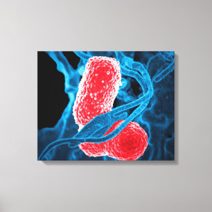 Toile (MDR) Klebsiella pneumoniae biologie artistique ab